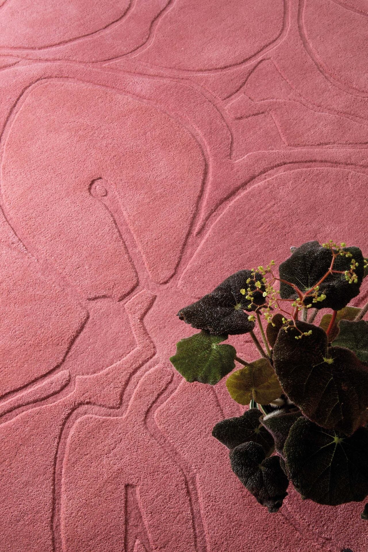 ROMANTIC MAGNOLIA rosa Teppich