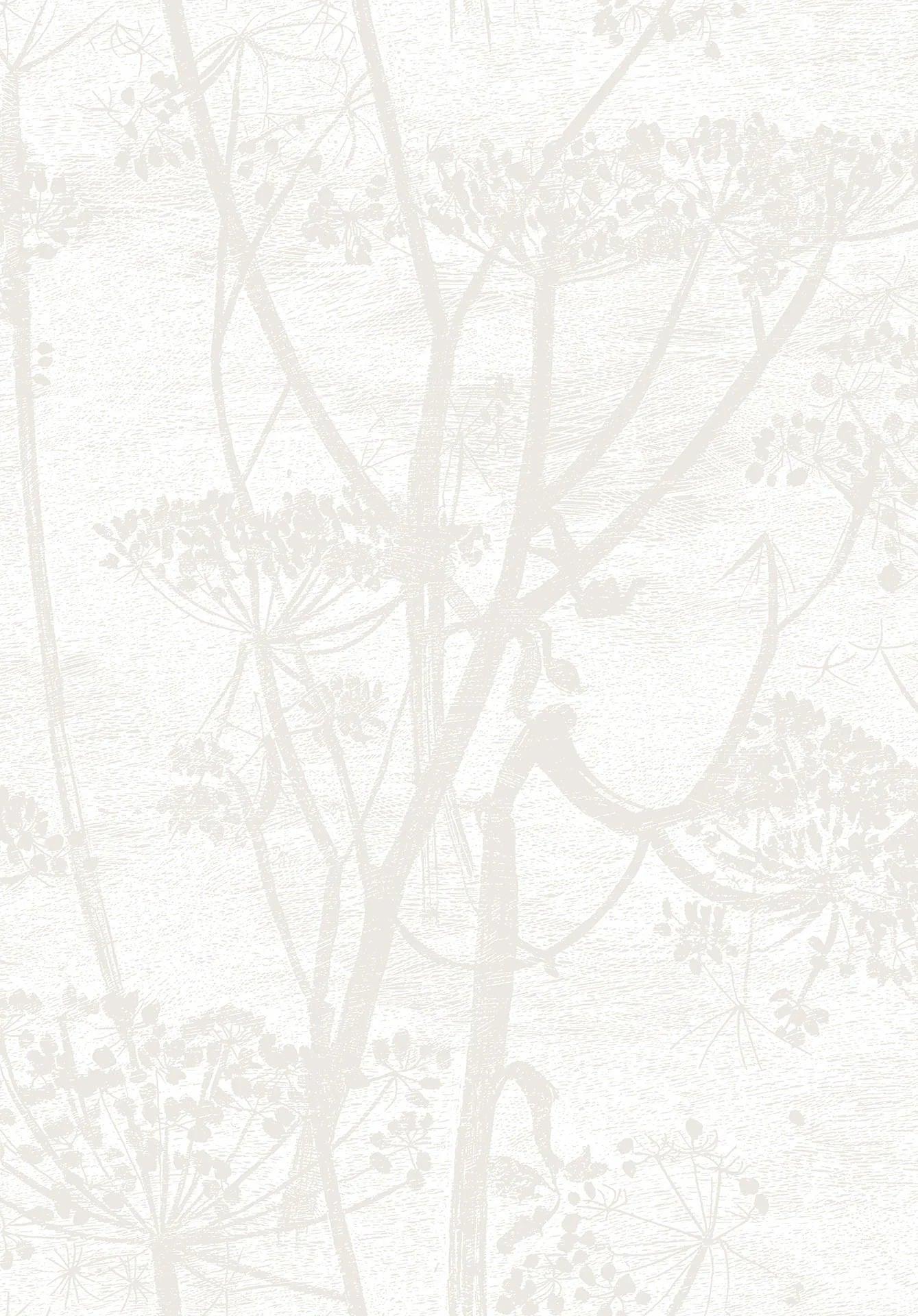 Tapeta CONTEMPORARY COLLECTION - Cow Parsley pergamin Cole & Son    Eye on Design