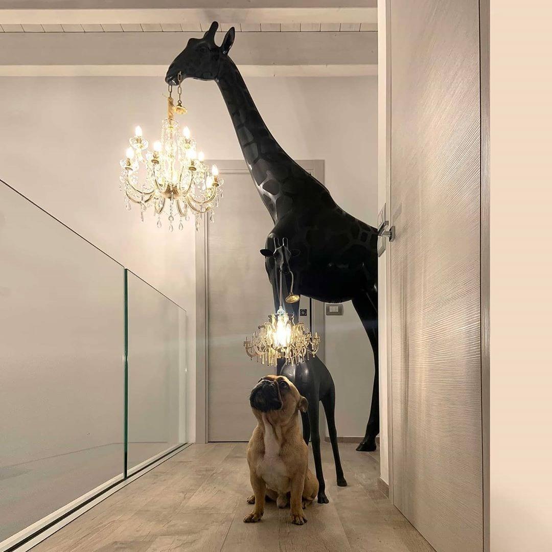 Giraffe in Love to zjawiskowa lampa, zaprojektowana przez Marcantonio, o wielkości autentycznej młodej żyrafy. Majestatyczna żyrafa trzyma żyrandol w stylu Marii Teresy w miniaturowej wersji. Jest to idealne połączenie dobrego designu z funkcjonalnością.